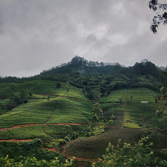 nuwara-eliya-sl-oddessy-tours-sri-lanka