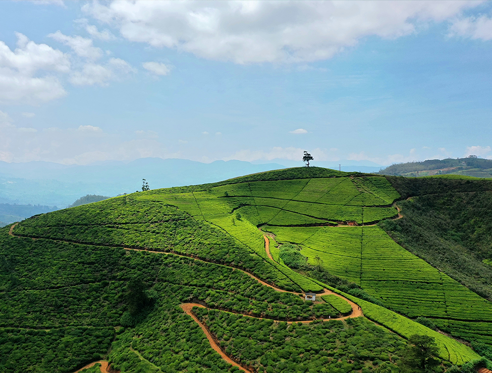 nuwara-eliya-sl-oddessy-tours