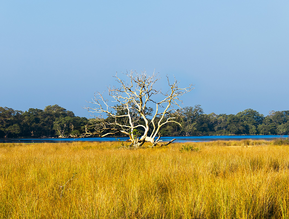 wilpattu-safari-sl-oddessy-tours-sri-lanka